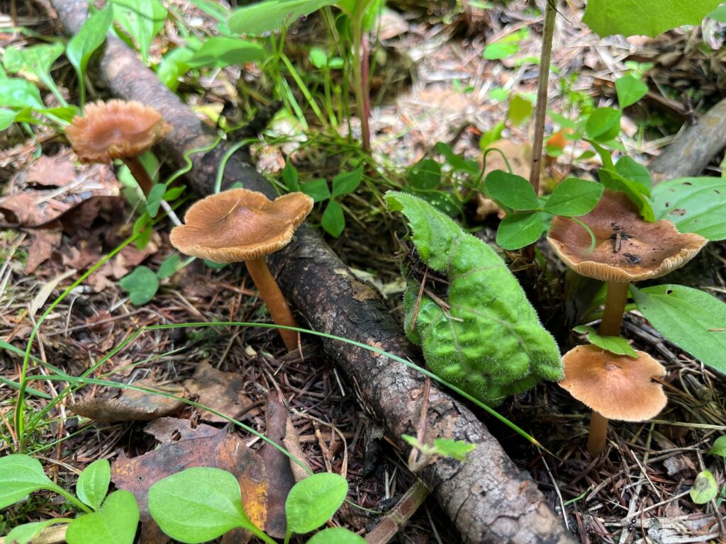 霧ヶ峰植生
別荘地　別荘の植生