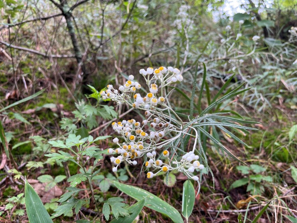 霧ヶ峰植生
別荘地　別荘の植生