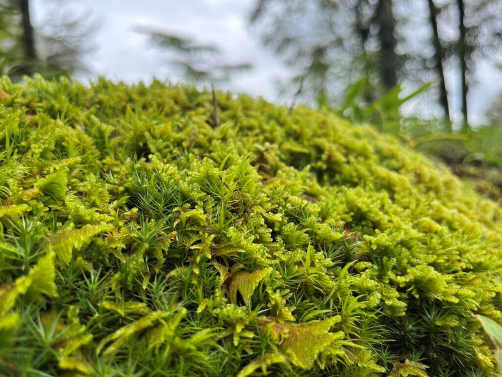 霧ヶ峰植生
別荘地　別荘の植生