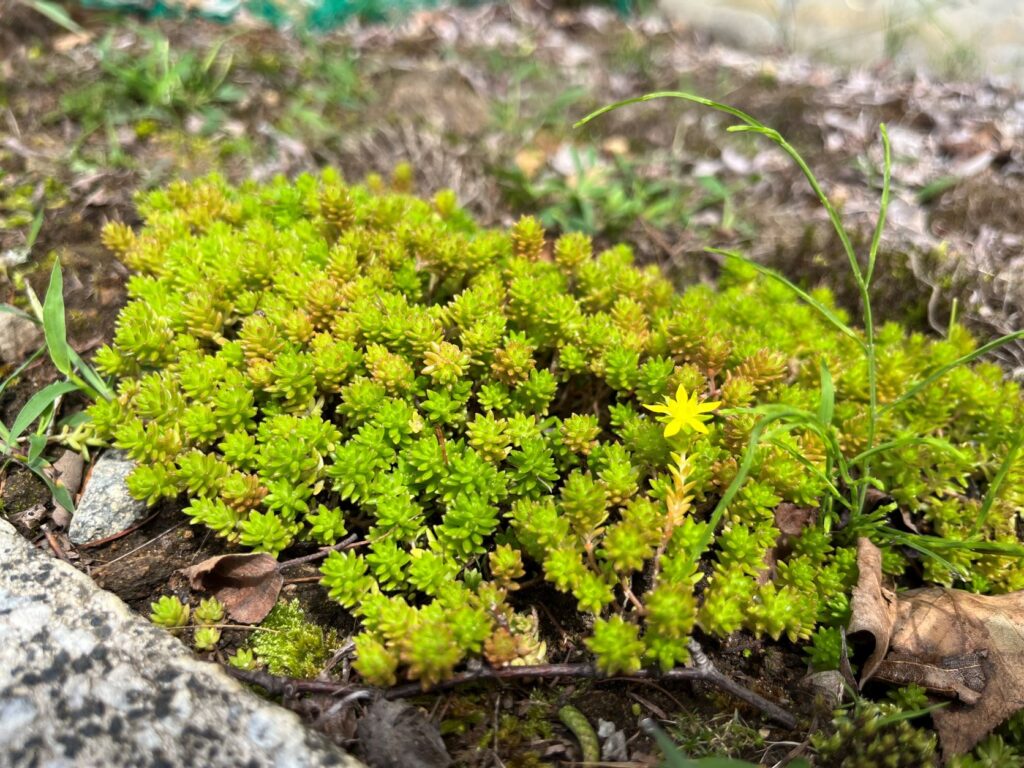 霧ヶ峰植生
別荘地　別荘の植生