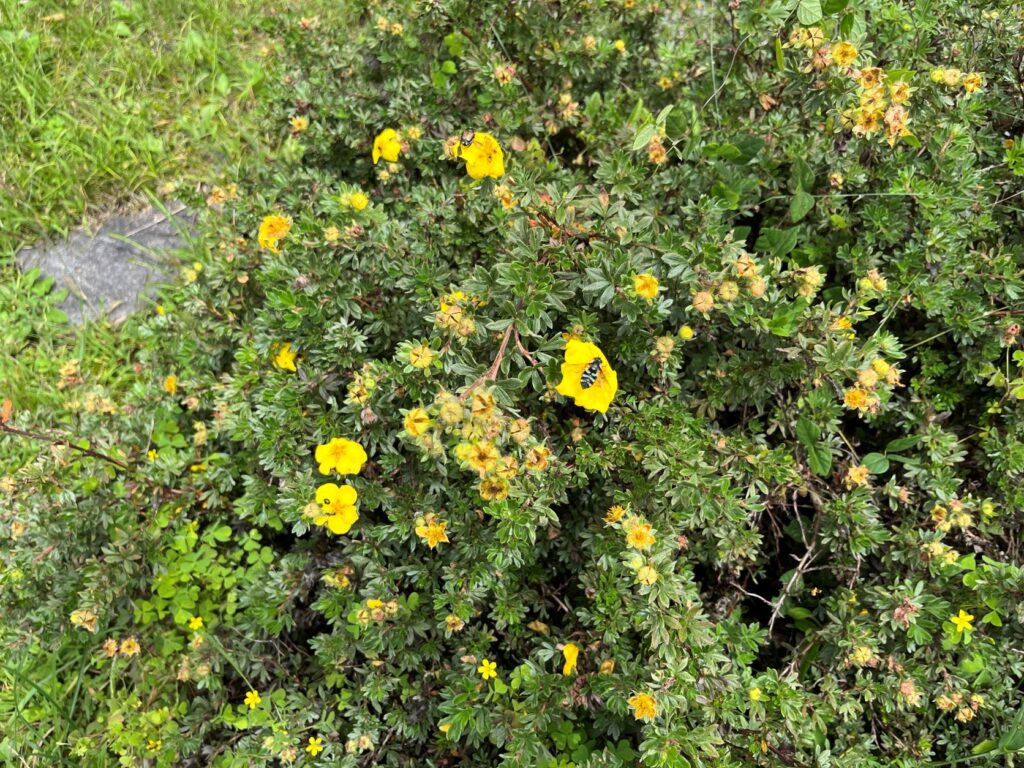 霧ヶ峰植生
別荘地　別荘の植生