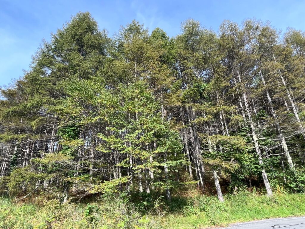 霧ヶ峰　秋　ススキ
別荘地　別荘　景色の良い別荘