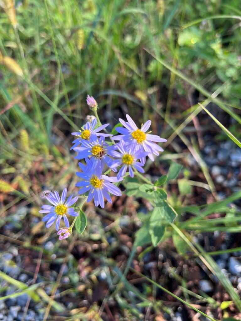 霧ヶ峰植生
別荘地　別荘の植生