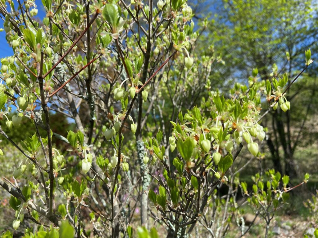 霧ヶ峰　ドウダンツツジ
別荘地の植物
別荘の庭