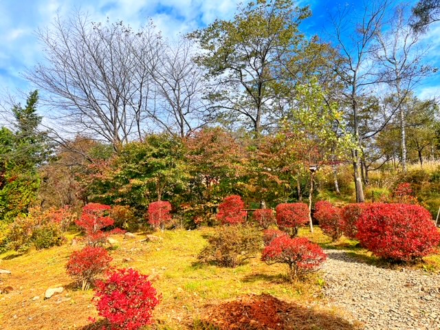 霧ヶ峰　ドウダンツツジ
別荘地の植物
別荘の庭