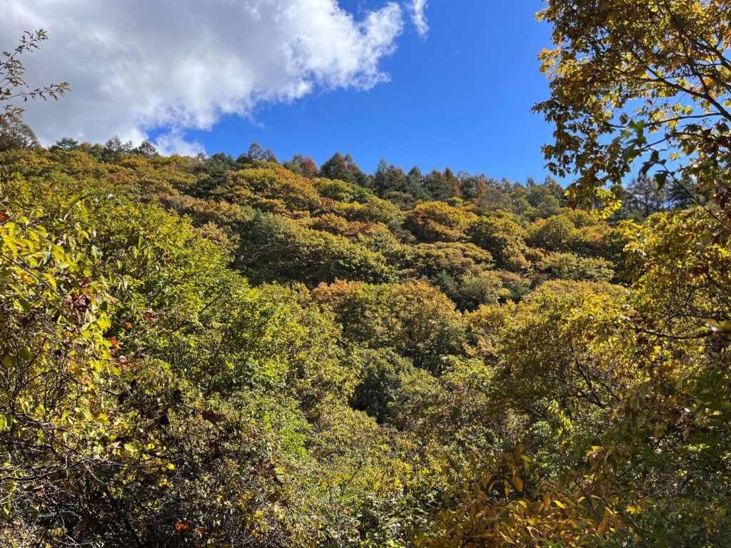 紅葉　美しい別荘地
紅葉の美しい別荘地