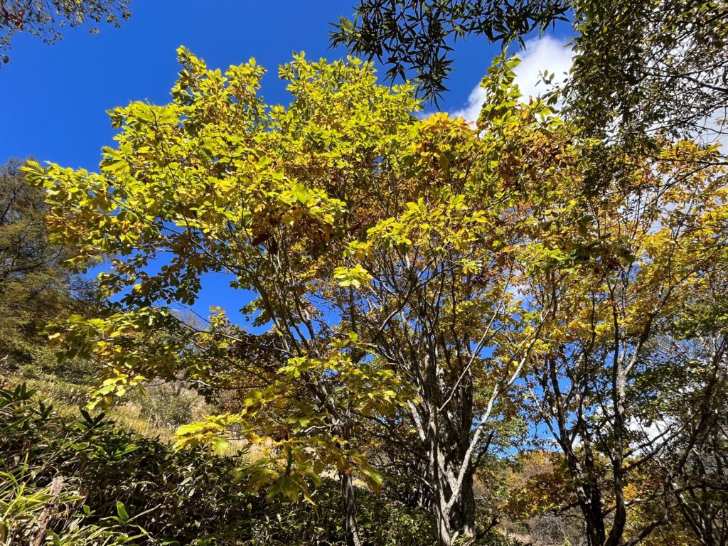 紅葉　美しい別荘地
紅葉の美しい別荘地