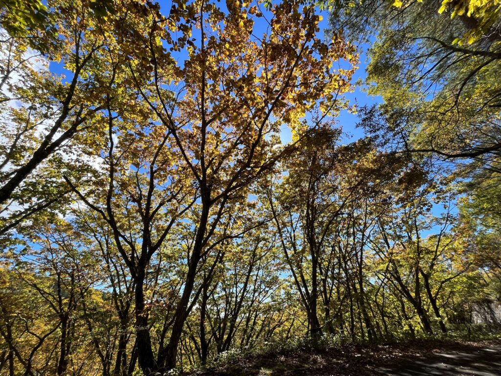 霧ヶ峰　紅葉
別荘地
紅葉の美しい別荘