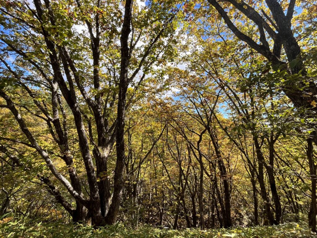 霧ヶ峰　紅葉
紅葉　美しい別荘地
紅葉の美しい別荘地