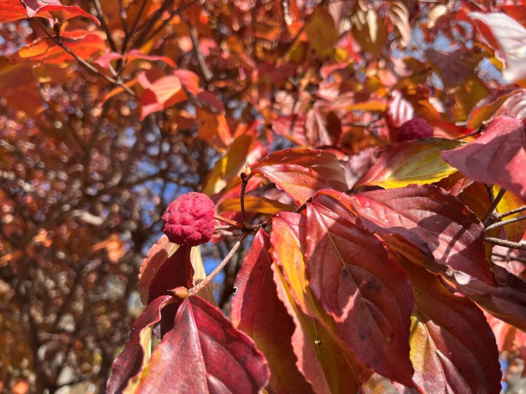 寒冷紗
霧ヶ峰
別荘の紅葉