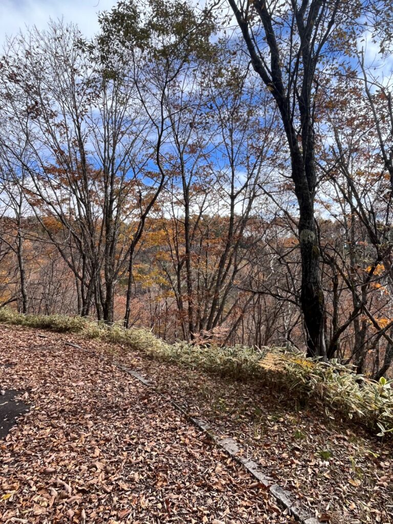 別荘地の紅葉
霧ヶ峰