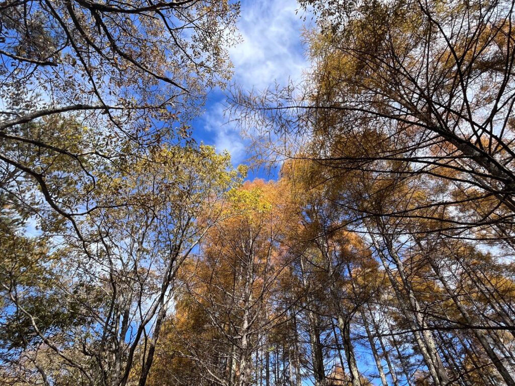 別荘地の紅葉
霧ヶ峰