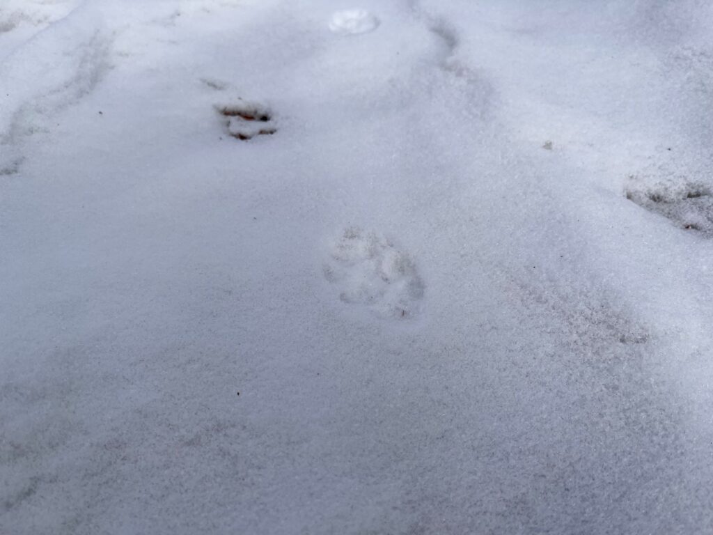 霧ヶ峰　別荘
雪
１月の別荘
富士山が見える別荘