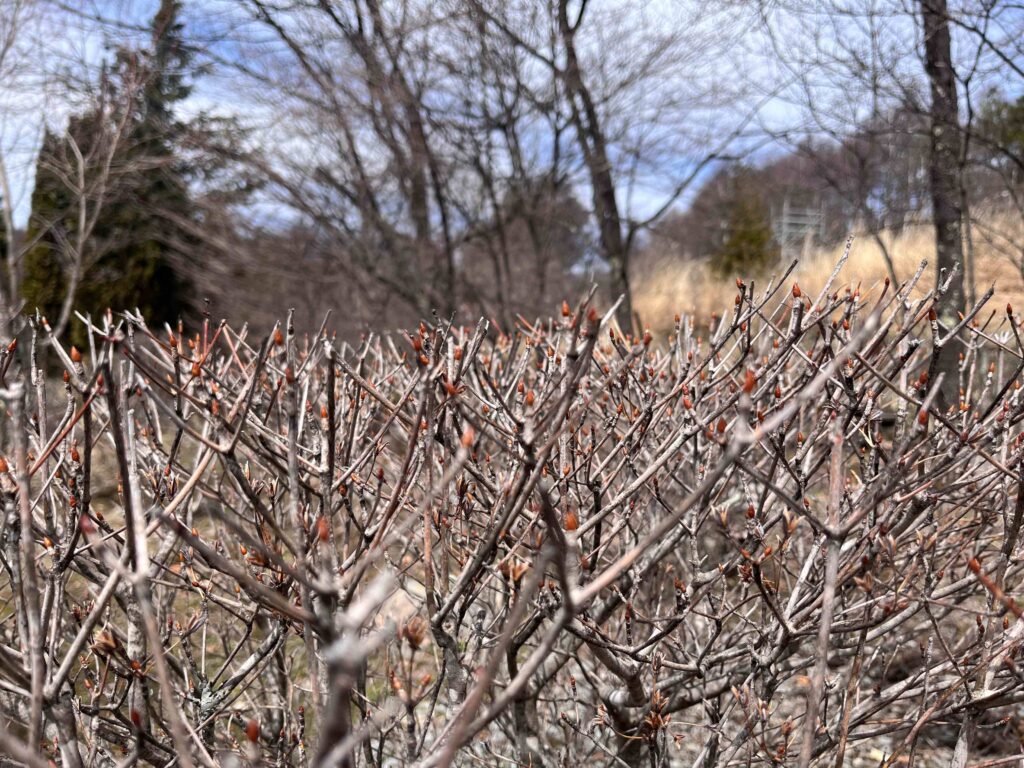 ツツジ　別荘地
別荘