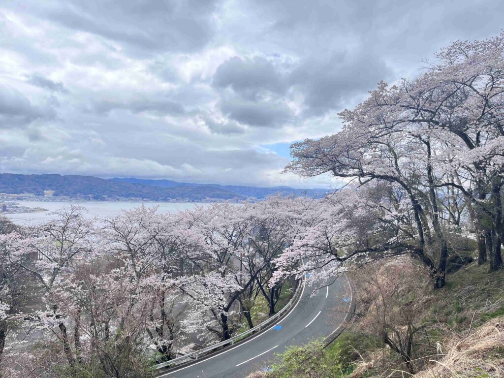 立石公園　桜　春　諏訪市　観光