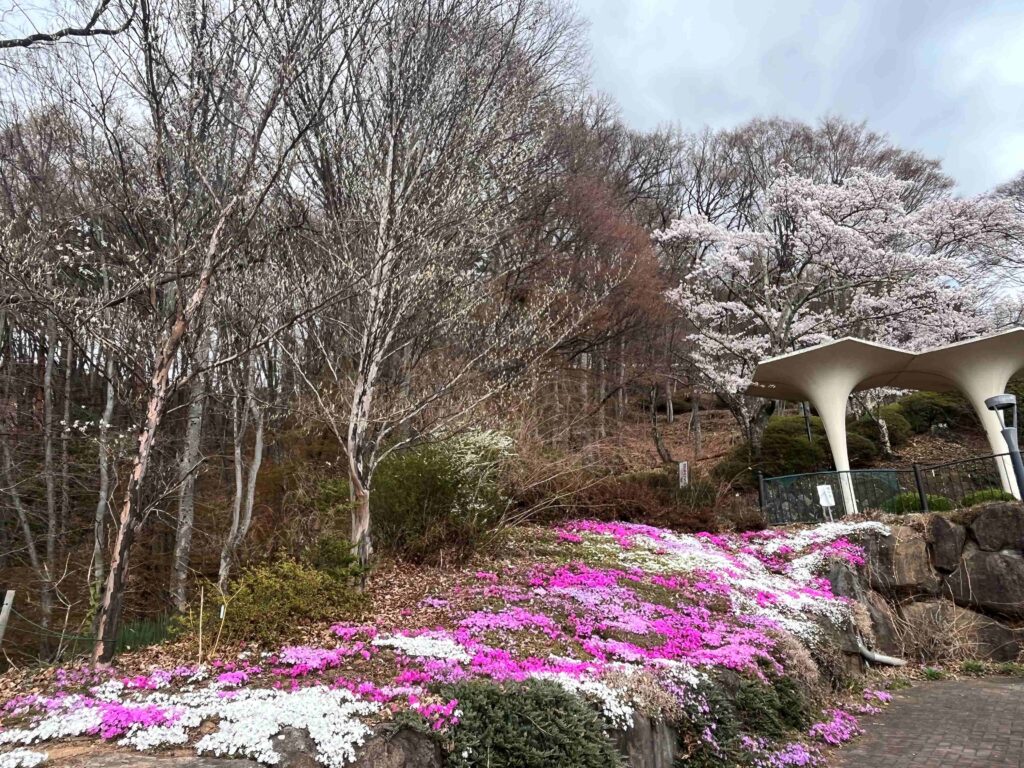 立石公園　桜　春　諏訪市　観光