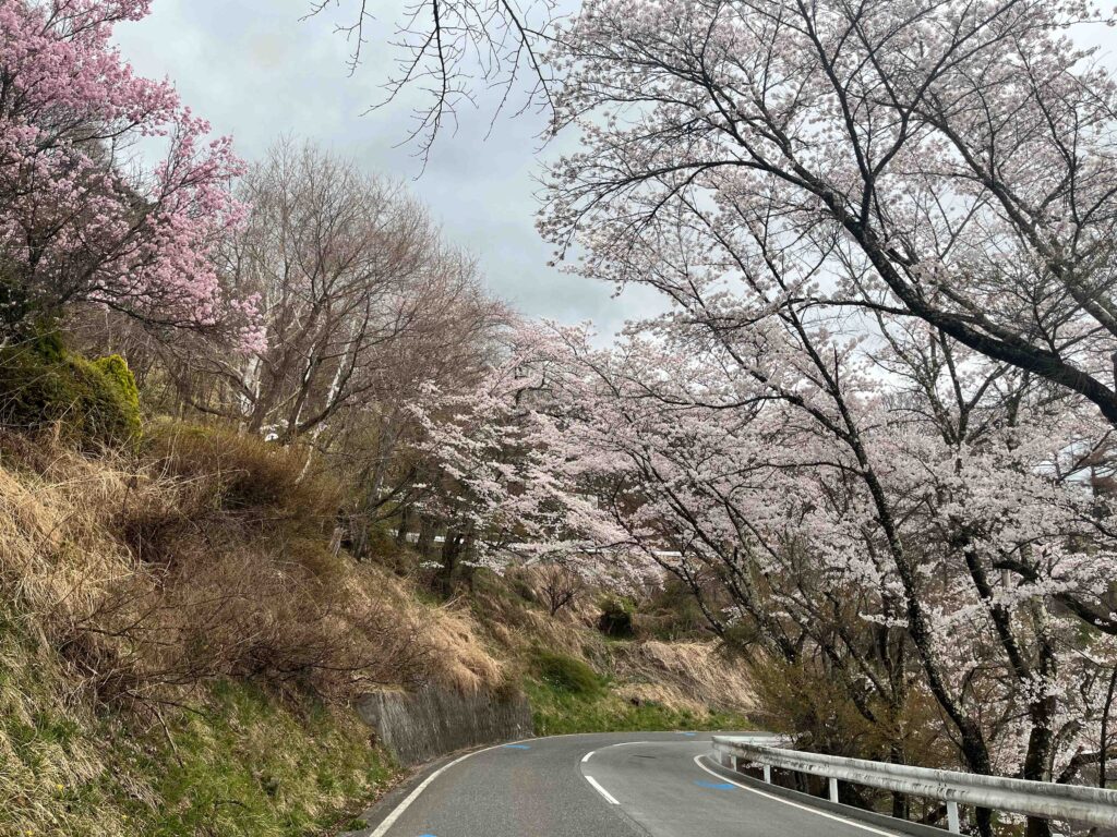 立石公園　桜　春　諏訪市　観光