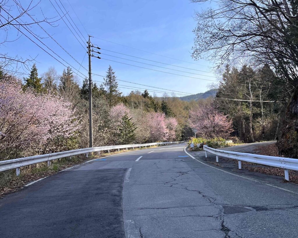 霧ヶ峰の春
山桜