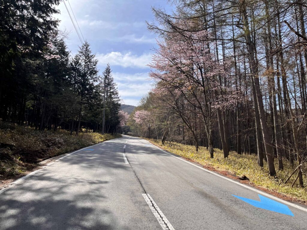 霧ヶ峰の春
山桜