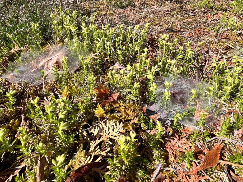 別荘地の植物

霧ヶ峰