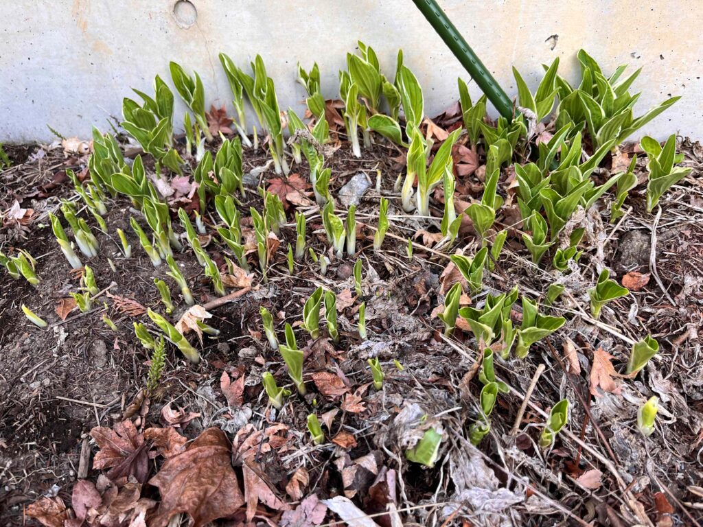 別荘地の植物