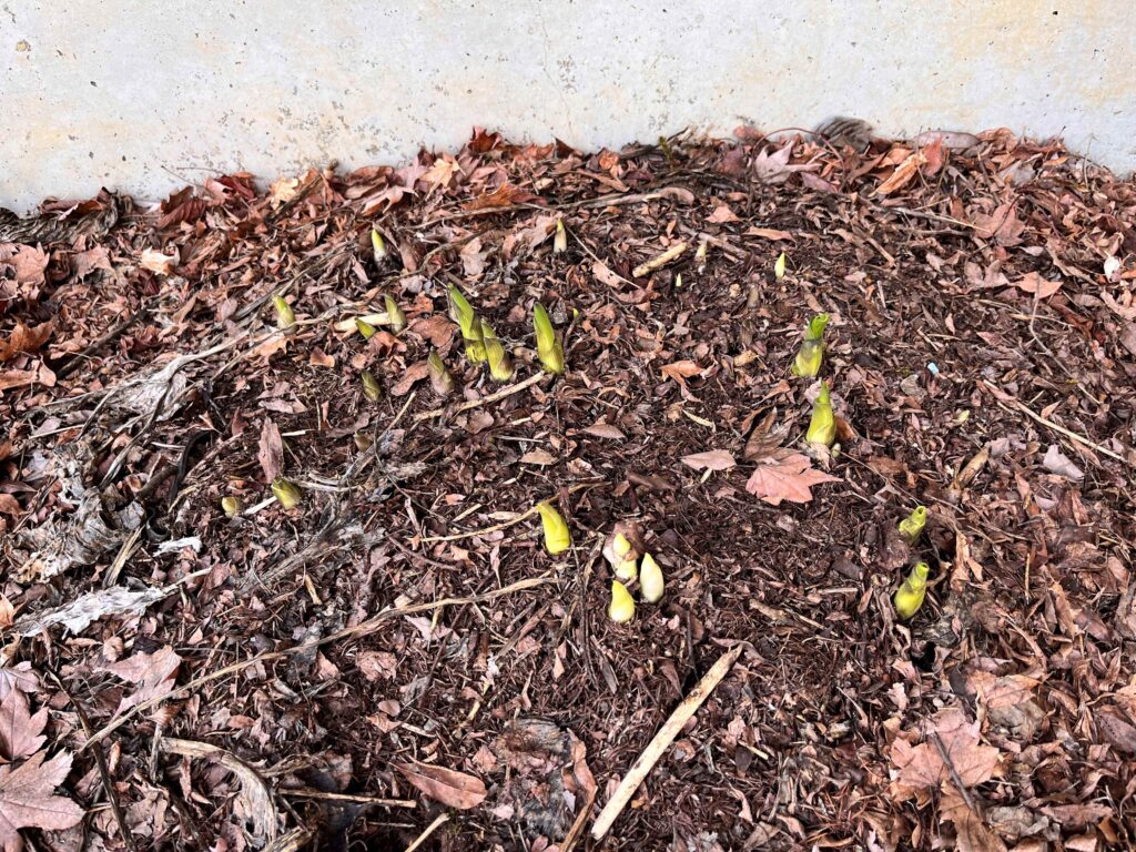 　霧ヶ峰　別荘地の植物物