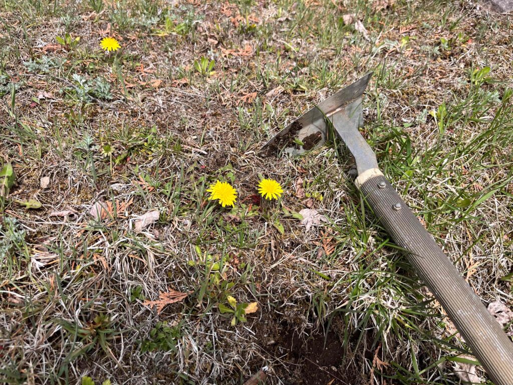 別荘地の植物