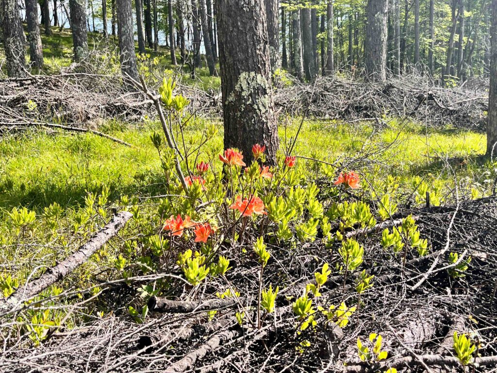 ﾚﾝｹﾞﾂﾂｼﾞ　別荘地のレンゲツツジ
霧ヶ峰植物