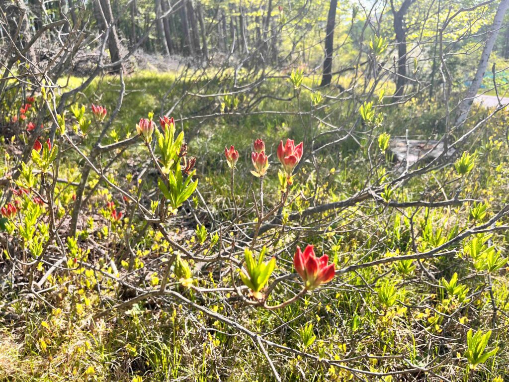 ﾚﾝｹﾞﾂﾂｼﾞ　別荘地のレンゲツツジ
霧ヶ峰植物