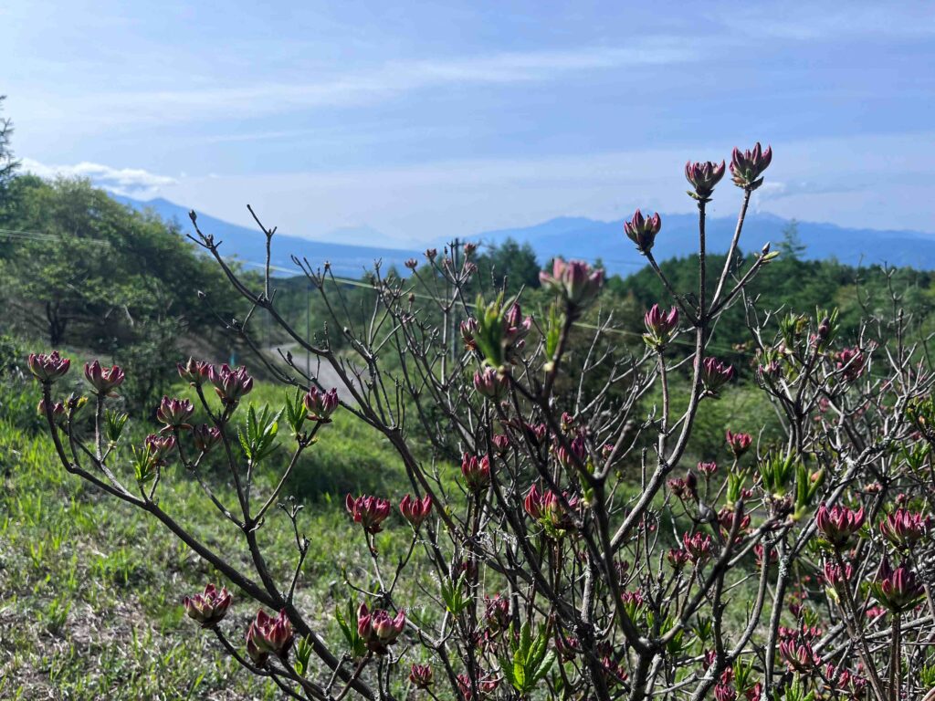 ﾚﾝｹﾞﾂﾂｼﾞ　別荘地のレンゲツツジ
霧ヶ峰植物