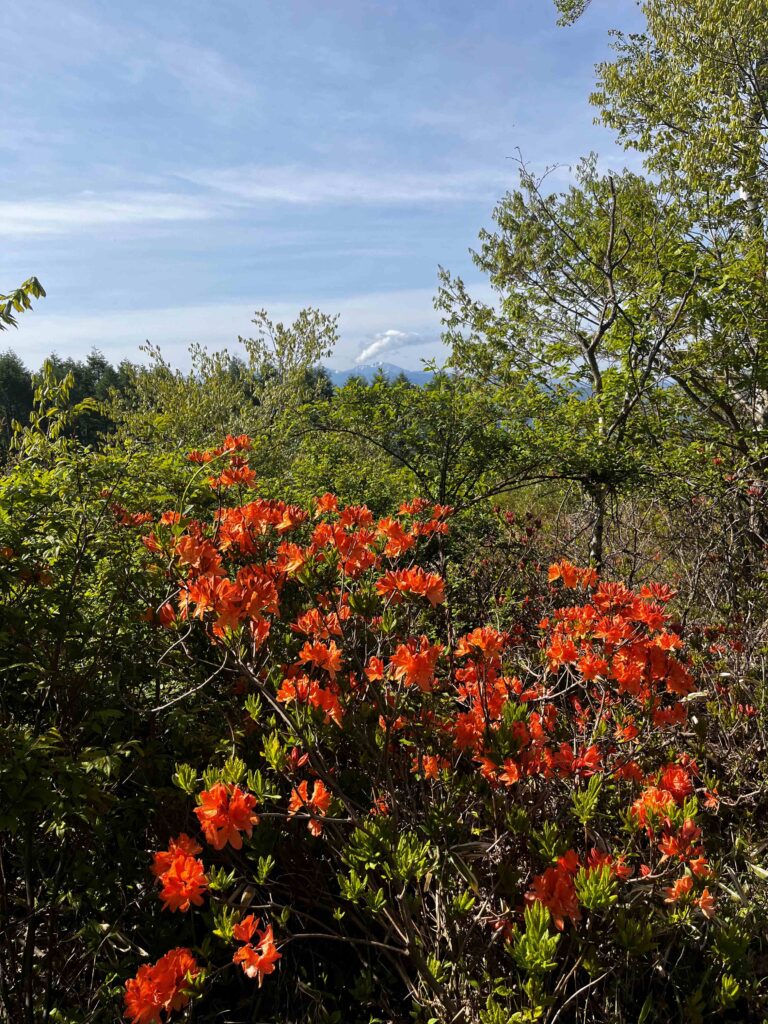 ﾚﾝｹﾞﾂﾂｼﾞ　別荘地のレンゲツツジ
霧ヶ峰植物