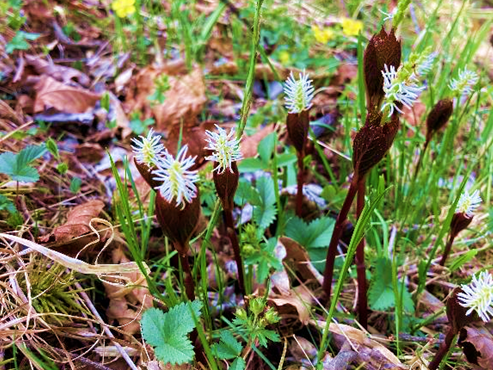 霧ヶ峰　山野草　植物　ヒトリシズカ