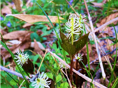 霧ヶ峰　山野草　植物　ヒトリシズカ