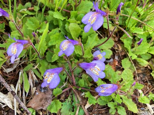 霧ヶ峰　山野草　植物　ムラサキサギゴケ