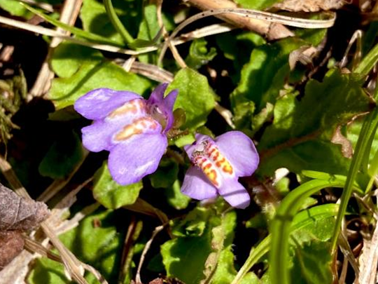 霧ヶ峰　山野草　植物　ムラサキサギゴケ