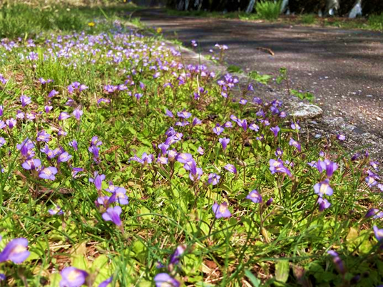 霧ヶ峰　山野草　植物　ムラサキサギゴケ