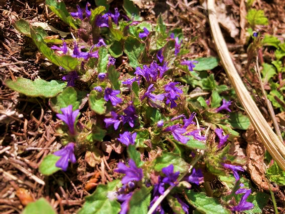 霧ヶ峰　山野草　植物　キランソウ　ジゴクノカマノフタ