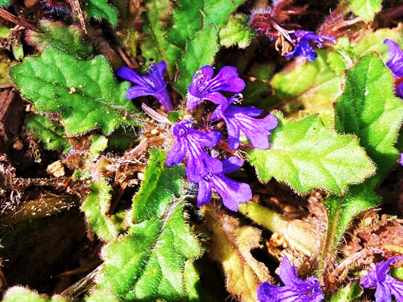 霧ヶ峰　山野草　植物　キランソウ　ジゴクノカマノフタ