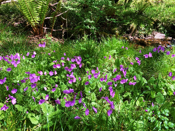 サクラソウ　山野草　霧ヶ峰