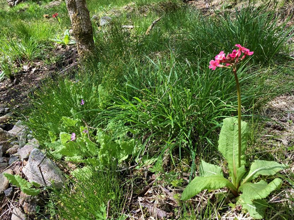 クリンソウ　山野草　霧ヶ峰