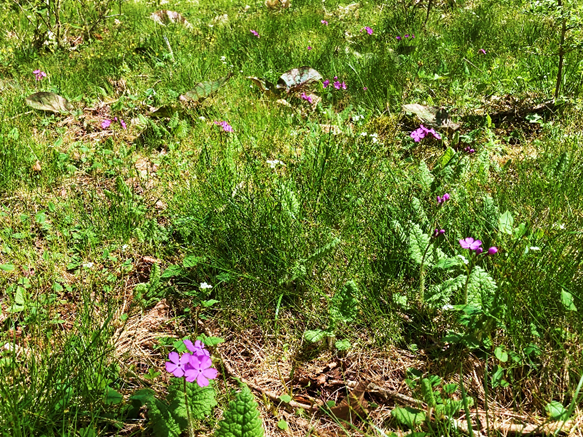 タチカメバソウ　サクラソウ　山野草　霧ヶ峰　白い花　ピンクの花