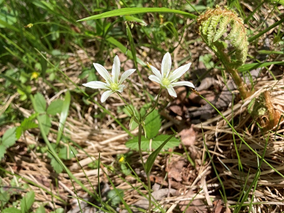 ホソバノアマナ　山野草　霧ヶ峰　白い花　山