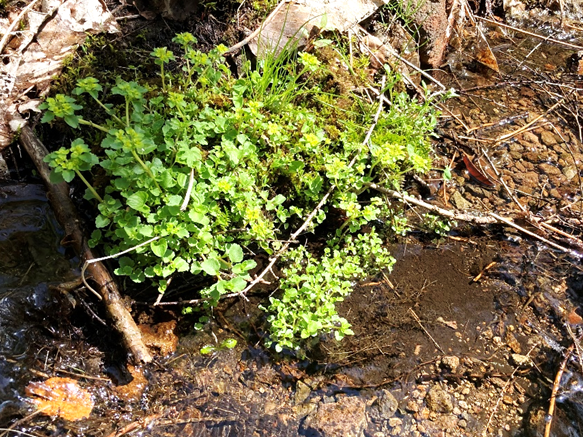 ネコノメソウ　霧ヶ峰　小川