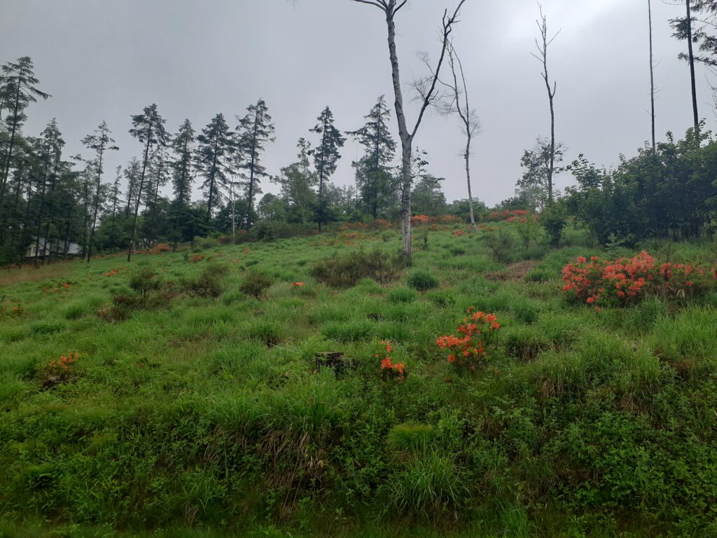 レンゲツツジ
霧ケ峰
別荘地