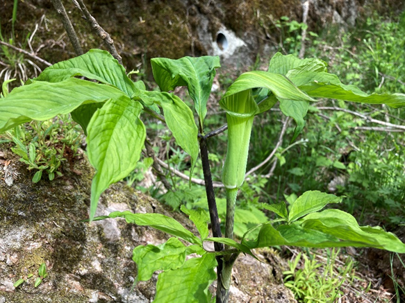 マムシグサ　カントウマムシグサ　テンナンショウ属　山野草　霧ヶ峰　別荘地　長野県　