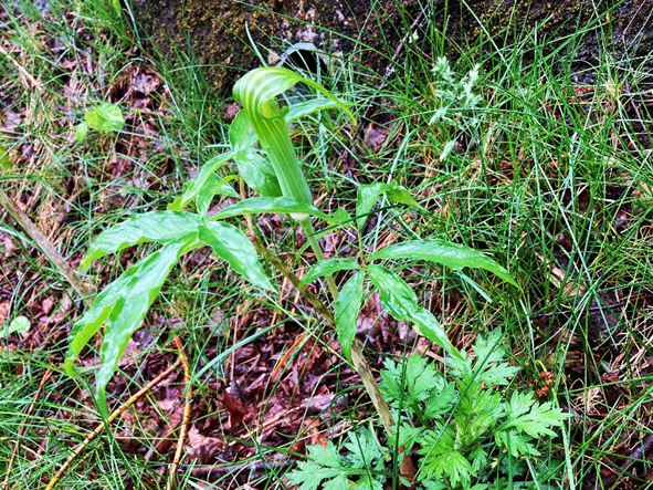 マムシグサ　カントウマムシグサ　テンナンショウ属　山野草　霧ヶ峰　別荘地　長野県