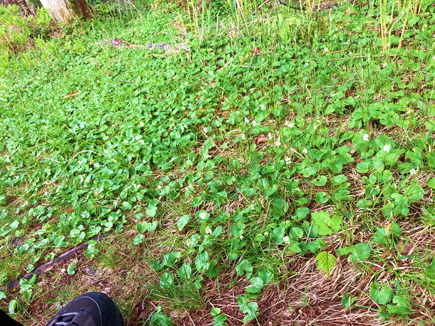 マイヅルソウ　群生　霧ヶ峰高原　霧ヶ峰　天然記念物　池のくるみ　踊場湿原　山野草　別荘地　ビバルデの丘