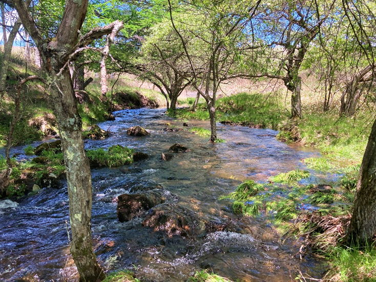 霧ヶ峰　湿原　踊場湿原　池のくるみ
初夏　川　癒し　天然記念物