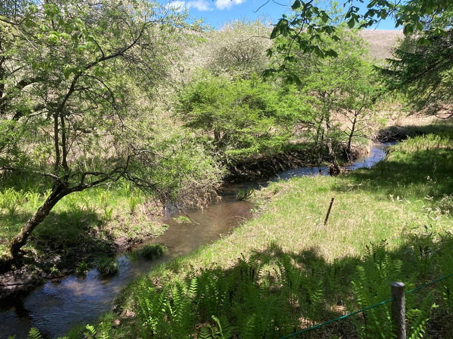 霧ヶ峰　湿原　踊場湿原　池のくるみ
初夏　川　癒し　天然記念物