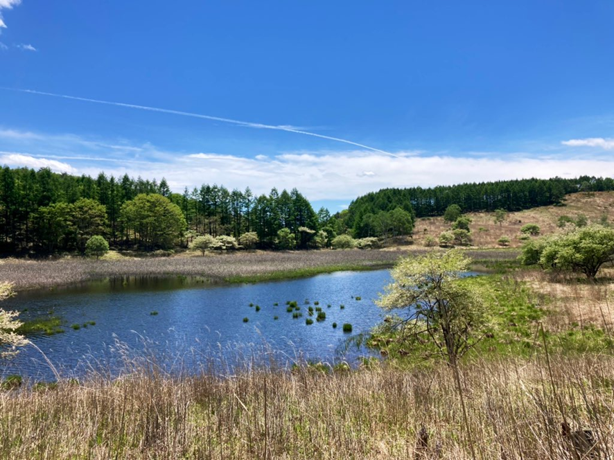 霧ヶ峰　湿原　踊場湿原　池のくるみ
初夏　川　癒し　天然記念物　アシクラの池　谷地坊主